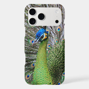 Elegant Peacock Bird and Feather Artwork