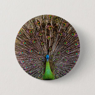 Elegant Peacock Bird and Feather Artwork 6 Cm Round Badge