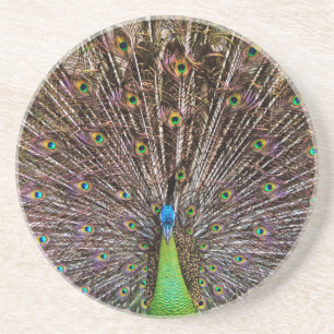 Elegant Peacock Bird and Feather Artwork Coaster