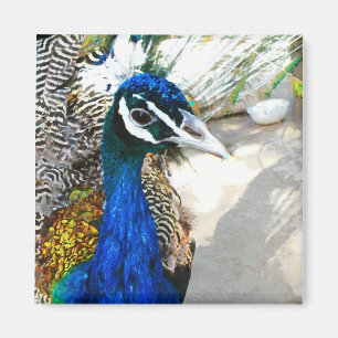 Elegant Peacock Bird and Feather Artwork Magnet