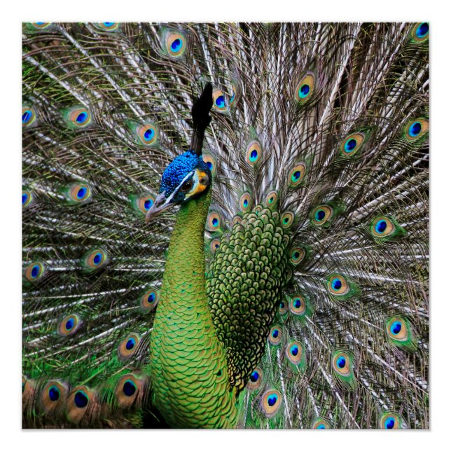 Elegant Peacock Bird and Feather Artwork Poster (Front)