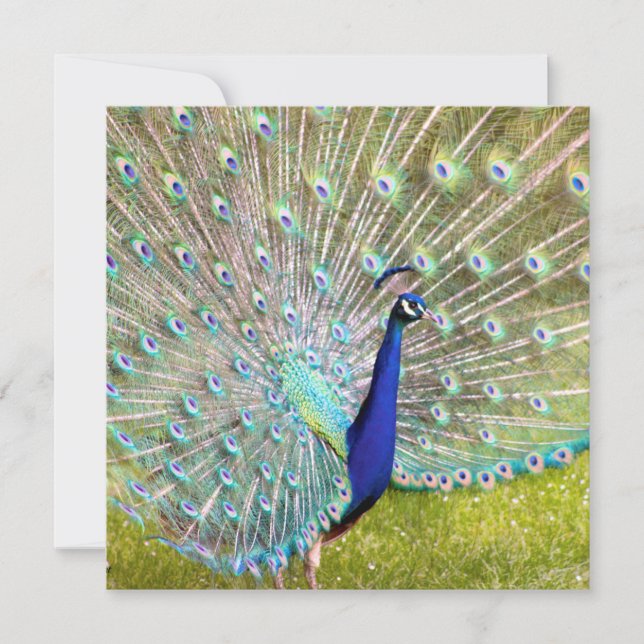 Elegant Peacock Bird Photograph Art Card (Front)