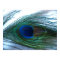 Elegant Peacock Feather