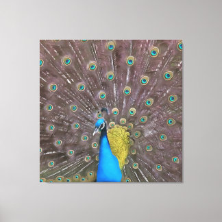 Elegant Peacock In Blue With Fanned Tail Canvas Print