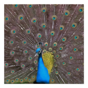 Elegant Peacock In Blue With Fanned Tail Poster