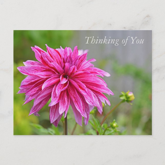 Elegant Pink Dahlia Garden Flowers Thinking of You Holiday Postcard (Front)