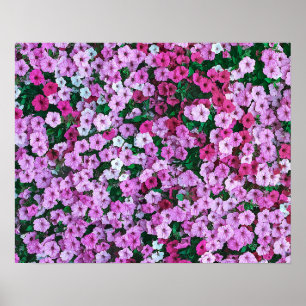 Elegant Pink Floral Daisies Acrylic Artwork   Poster