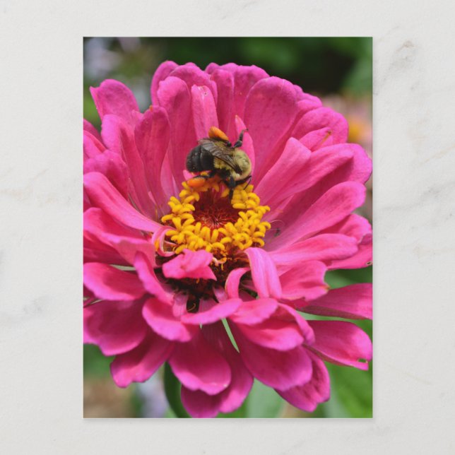 Elegant pink floral flower mum daisy honeybee postcard (Front)