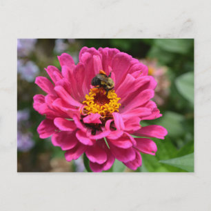 Elegant pink floral flower mum daisy honeybee postcard