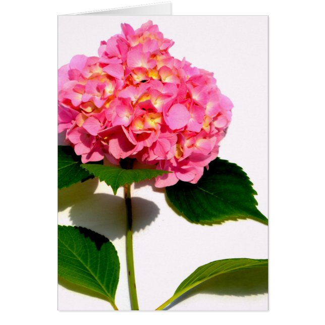 Elegant pink floral pink hydrangea  (Front)