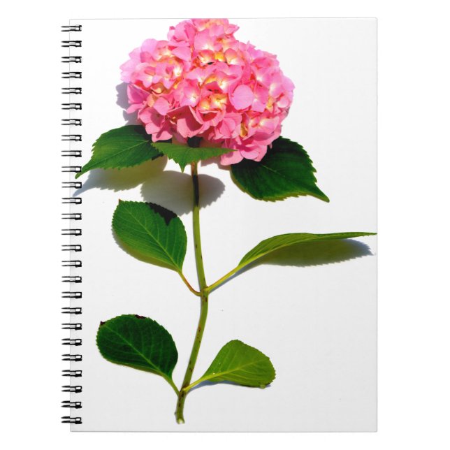 Elegant pink floral pink hydrangea  notebook (Front)