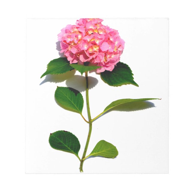 Elegant pink floral pink hydrangea  notepad (Front)