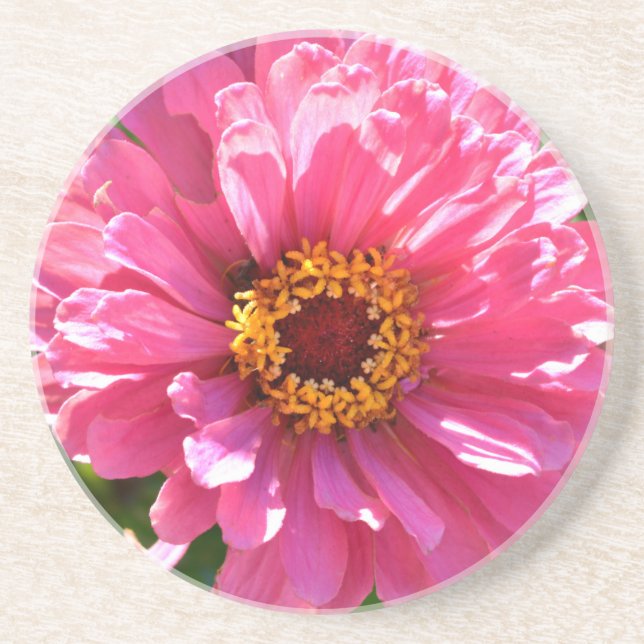 Elegant pink floral retro pink daisy  coaster (Front)