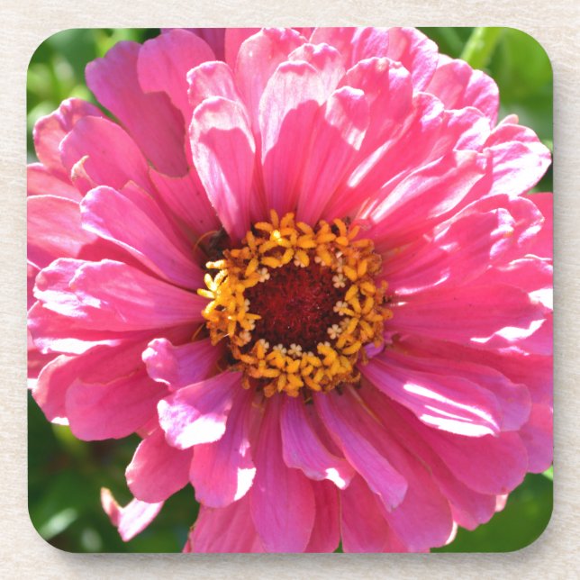 Elegant pink floral retro pink daisy  coaster (Front)