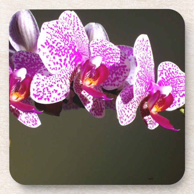 Elegant pink floral tropical pink orchids coaster (Front)