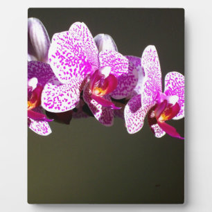 Elegant pink floral tropical pink orchids plaque