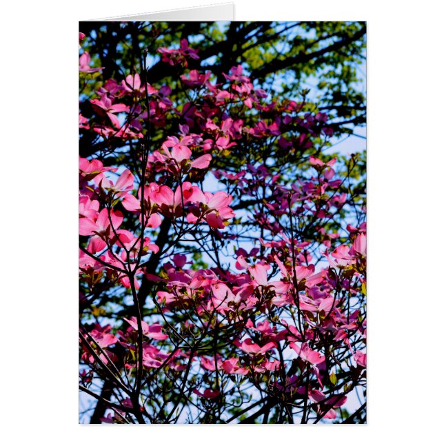 Elegant pink flowers florals blooming Dogwood tree (Front)