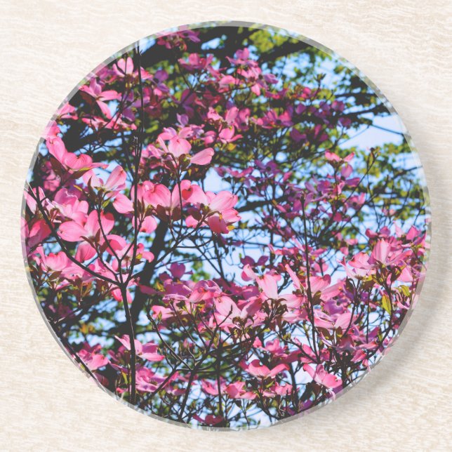 Elegant pink flowers florals blooming Dogwood tree Coaster (Front)
