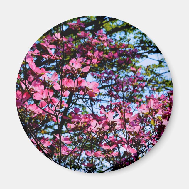 Elegant pink flowers florals blooming Dogwood tree Magnet (Front)