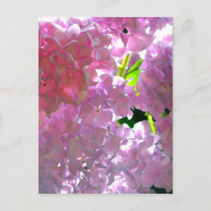 Elegant pink flowers pink floral pink hydrangeas postcard