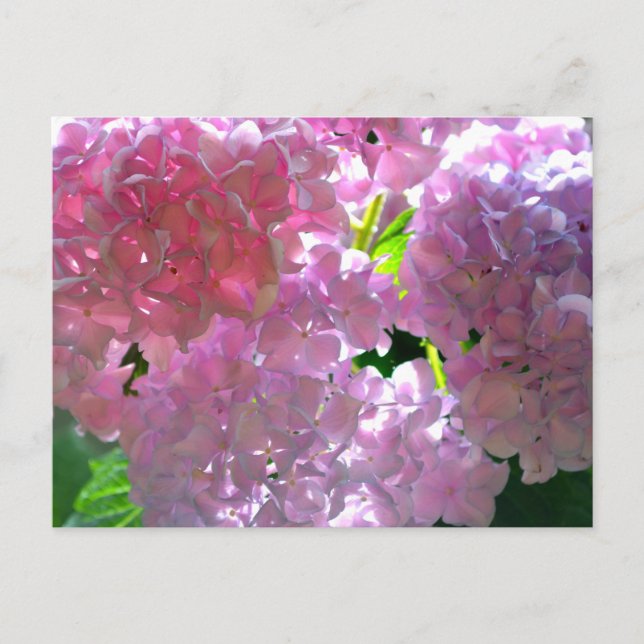Elegant  pink flowers pink floral pink hydrangeas  postcard (Front)