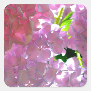 Elegant  pink flowers pink floral pink hydrangeas  square sticker