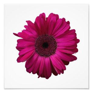 Elegant Pink Gerbera Daisy Photo Print