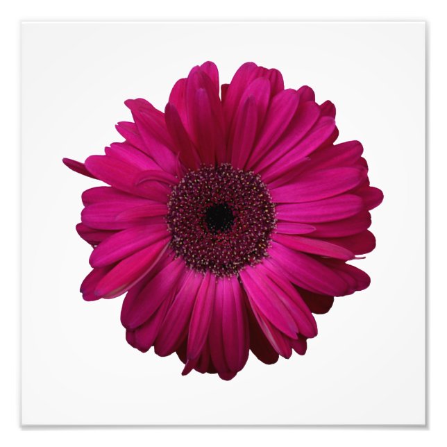 Elegant Pink Gerbera Daisy Photo Print (Front)