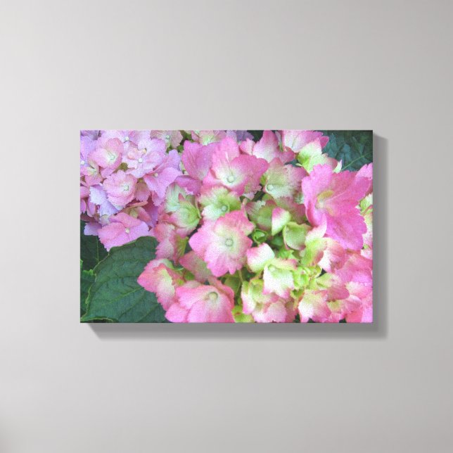 Elegant Pink Hydrangeas Canvas Print (Front)