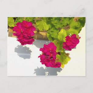 Elegant pink magenta red floral flowers postcard
