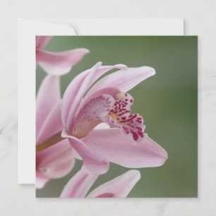Elegant Pink Orchid