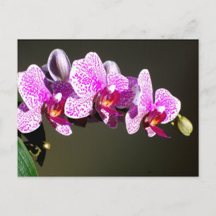 Elegant Pink Orchids, pink tropical flowers photo Postcard