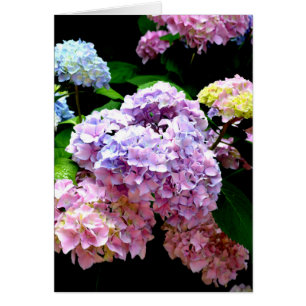Elegant pink purple blue floral hydrangea gardens