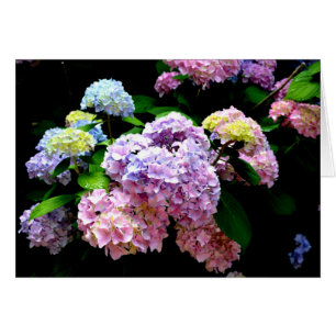 Elegant pink purple blue floral hydrangea gardens