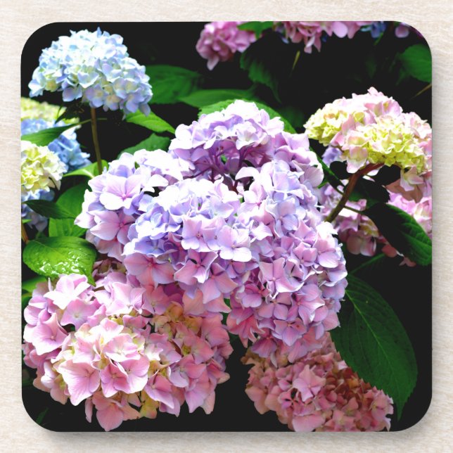 Elegant pink purple blue floral hydrangea gardens  coaster (Front)