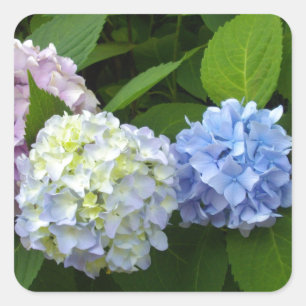 Elegant pink purple blue Hydrangeas florals  Square Sticker