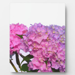Elegant pink purple floral hydrangeas  plaque