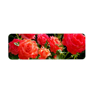 Elegant pink red orange floral roses
