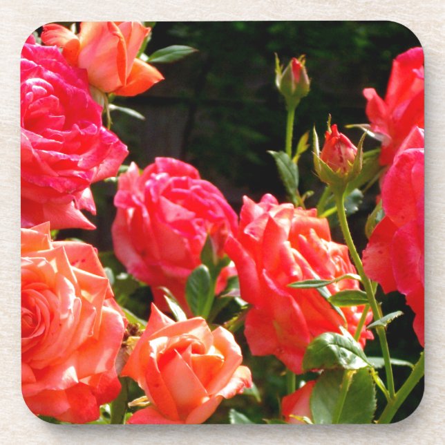 Elegant pink red orange floral roses coaster (Front)