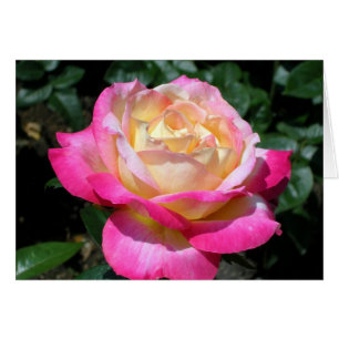 Elegant Pink Rose