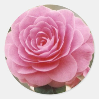 ELEGANT PINK ROSE CLASSIC ROUND STICKER