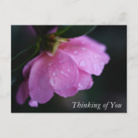 Elegant Pink Rose Close Up w/ Dew Thinking of You