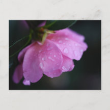 Elegant Pink Rose Close Up with Dew