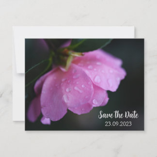 Elegant Pink Rose Close Up with Dew Save the Date Holiday Card