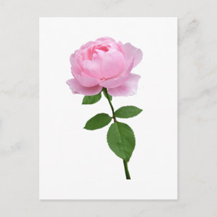 Elegant Pink Rose Flower  Postcard