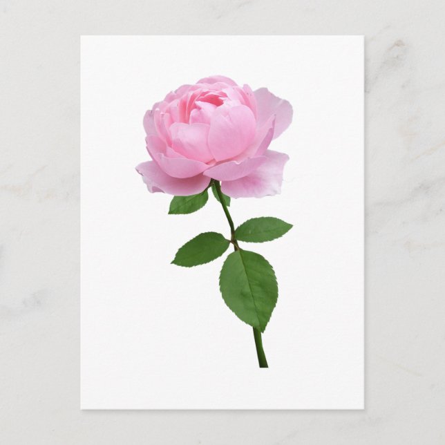 Elegant Pink Rose Flower  Postcard (Front)