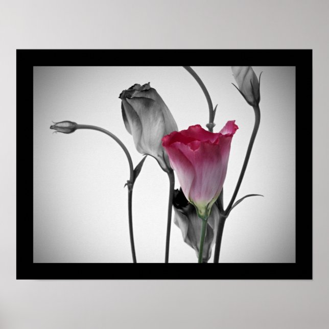 Elegant Pink Rose Poster (Front)
