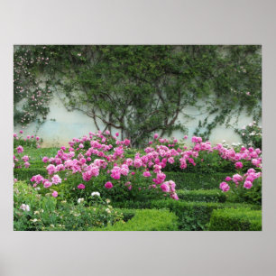 Elegant Pink Roses Poster