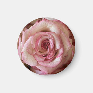 Elegant Pink Tipped White Rose Round Magnet
