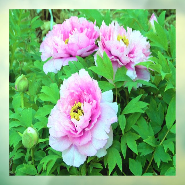 Elegant Pink Tree Peony Flowers with Yellow Centre Window Cling (Sheet 3)